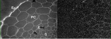 Tekort aan silicium heeft invloed op de celwanden van de plant